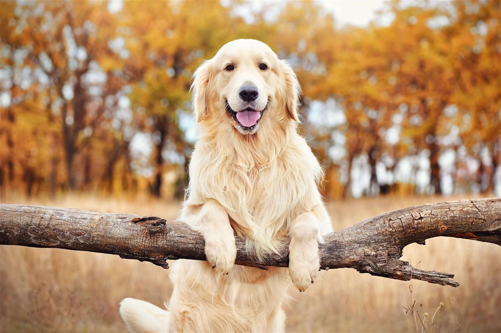 Golden Retriever Dog