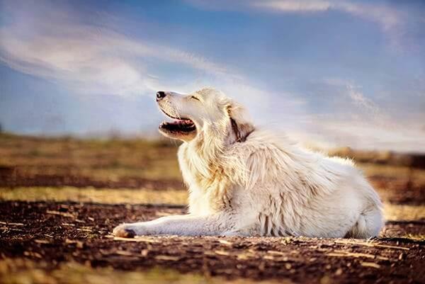 Great Pyrenees