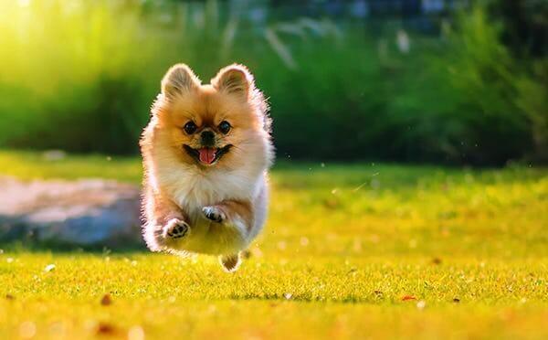 Pomeranian
