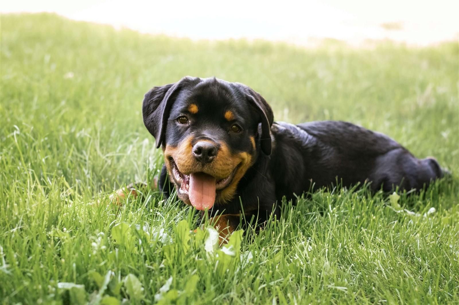 Rottweiler