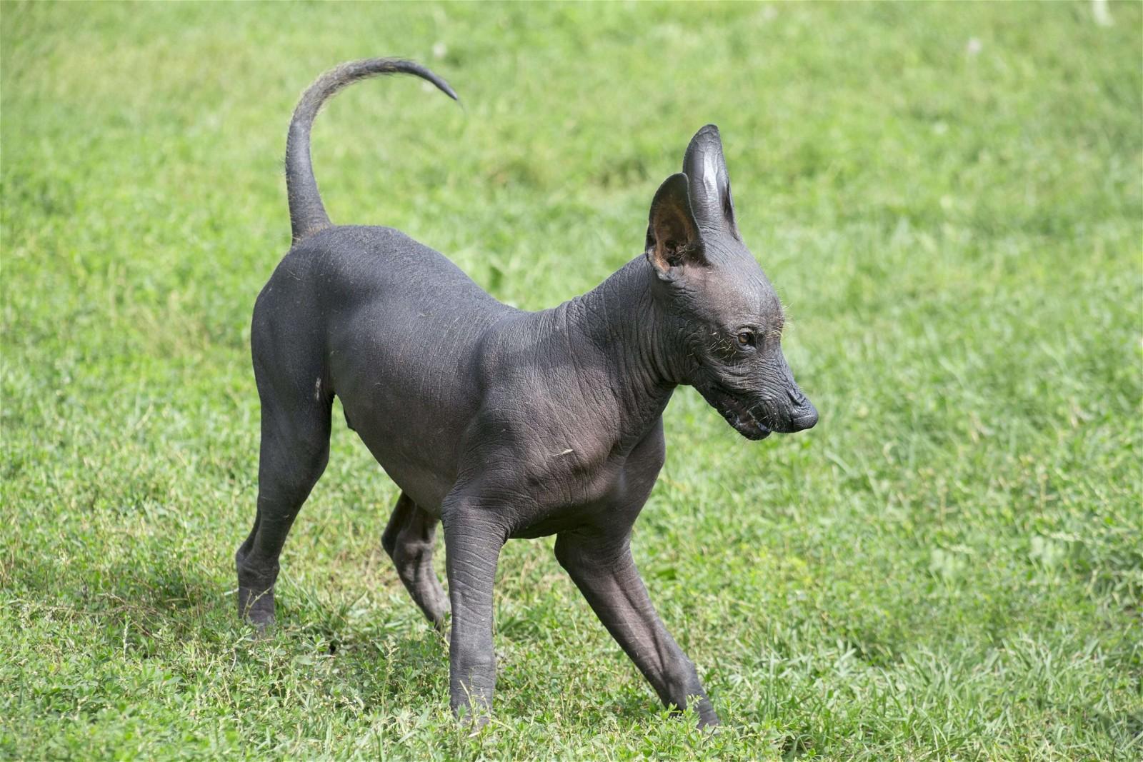 Xoloitzcuintli