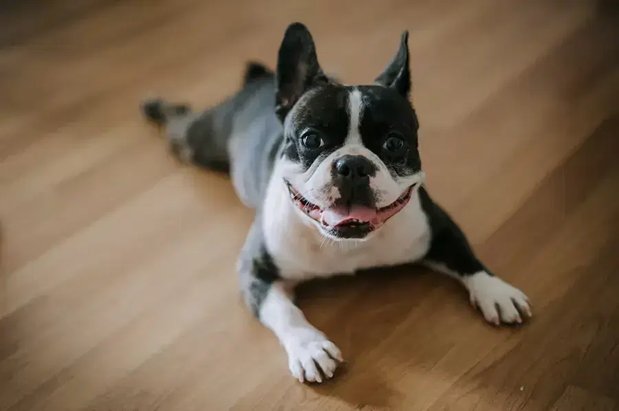 Boston Terrier