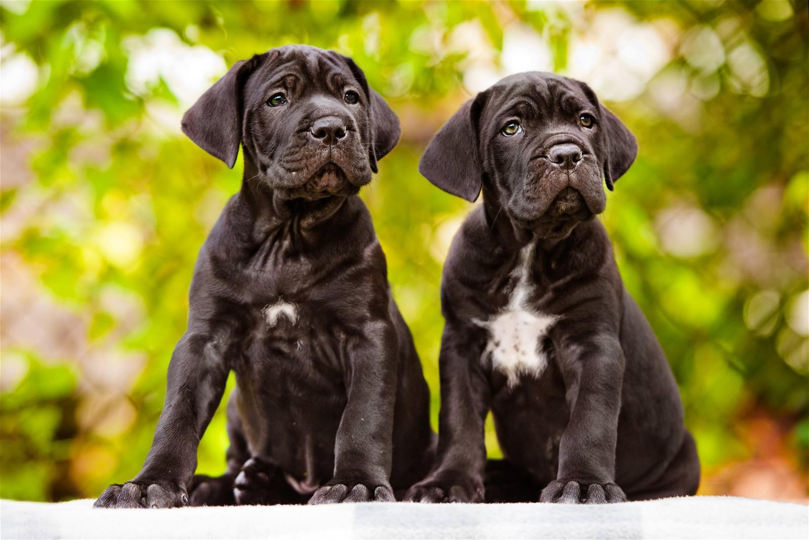 Two black puppies with white chest markings sit side by side against a green leafy background.