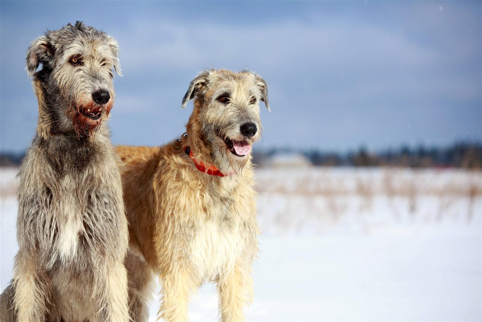 Irish Wolfhound