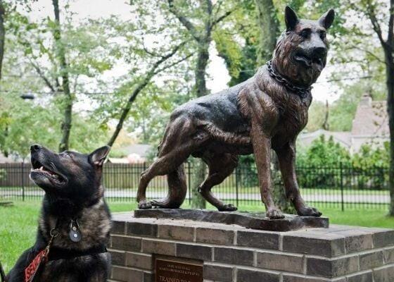 A real German Shepherd sits beside a statue of a German Shepherd on a brick pedestal in a park.