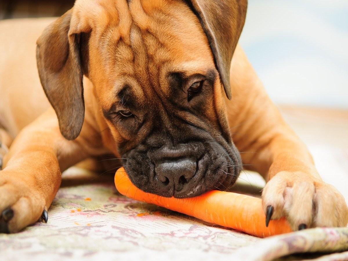 can dogs eat carrots