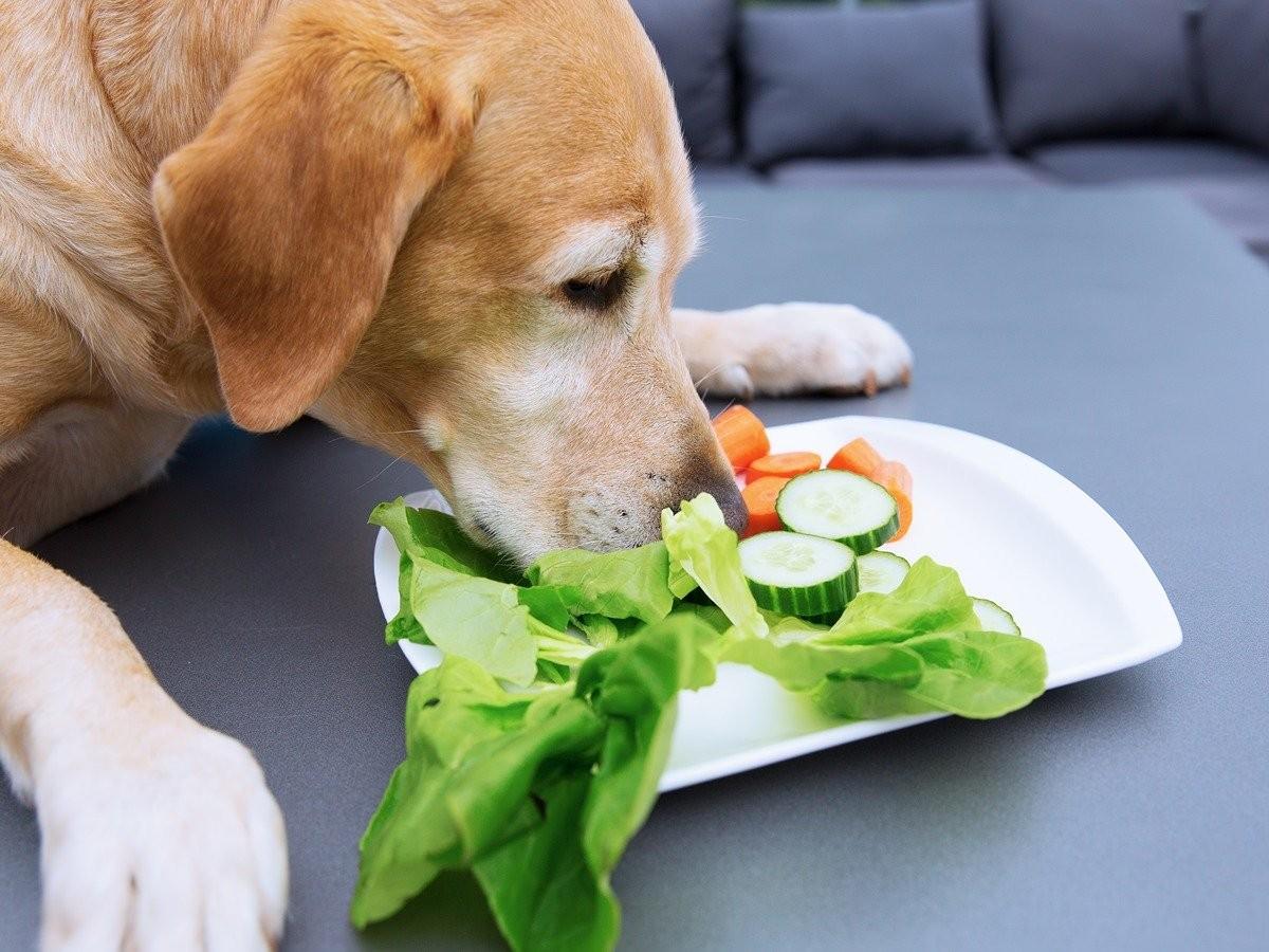 which vegetables can my dog eat