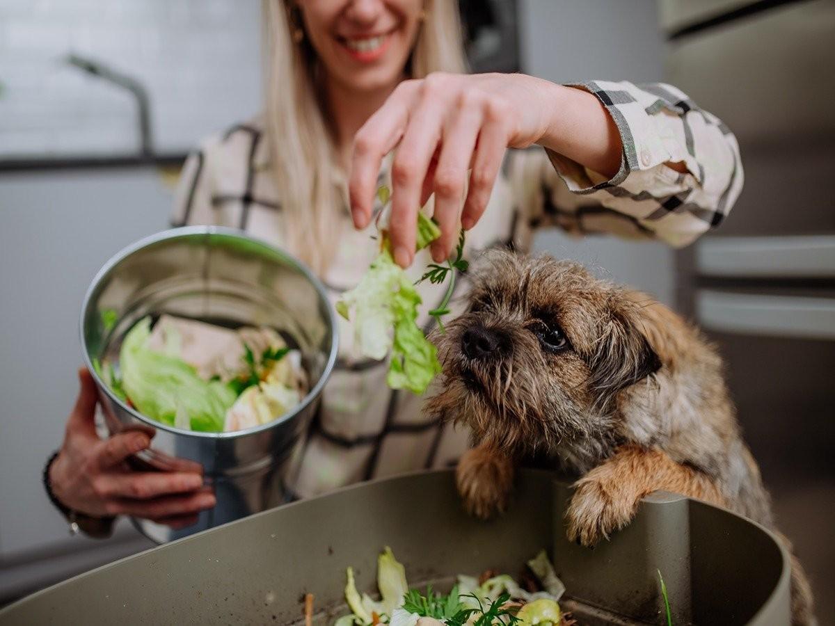 dog eating vegetables