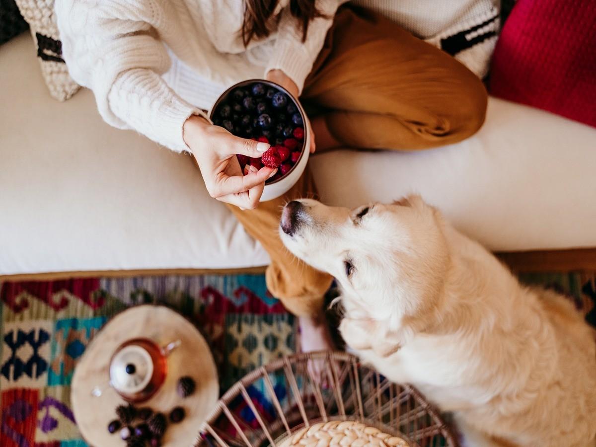 dog eating dry fruits