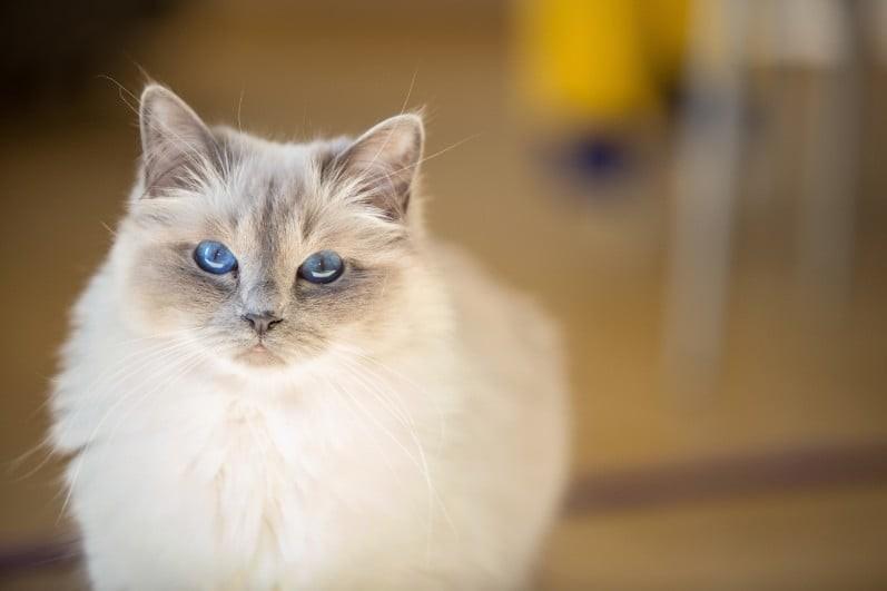 Birmans