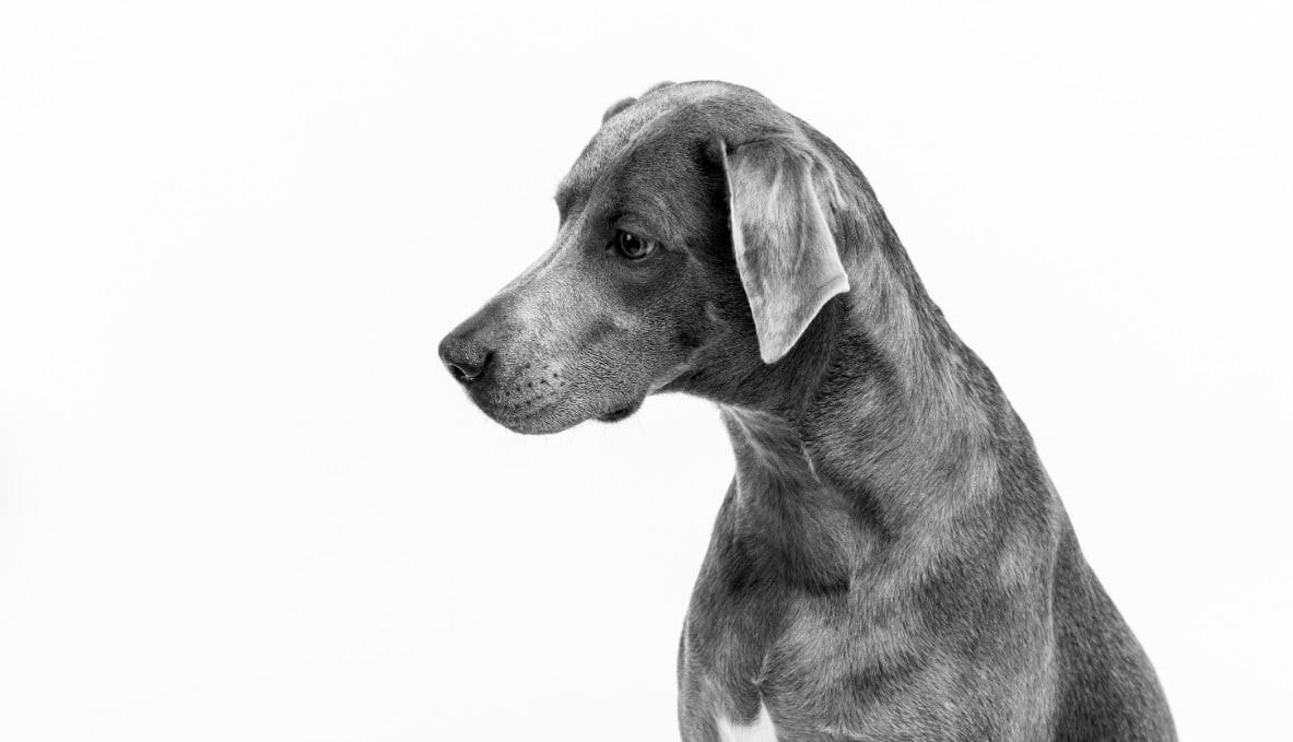 Blue Lacy