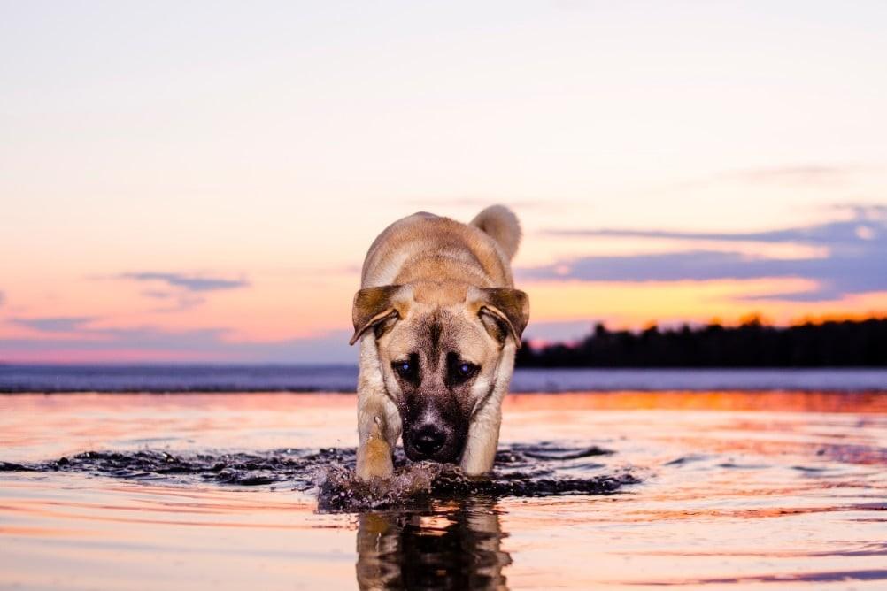 Chinook dog