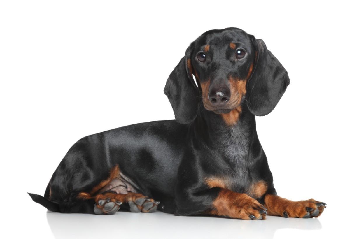 Dachshund