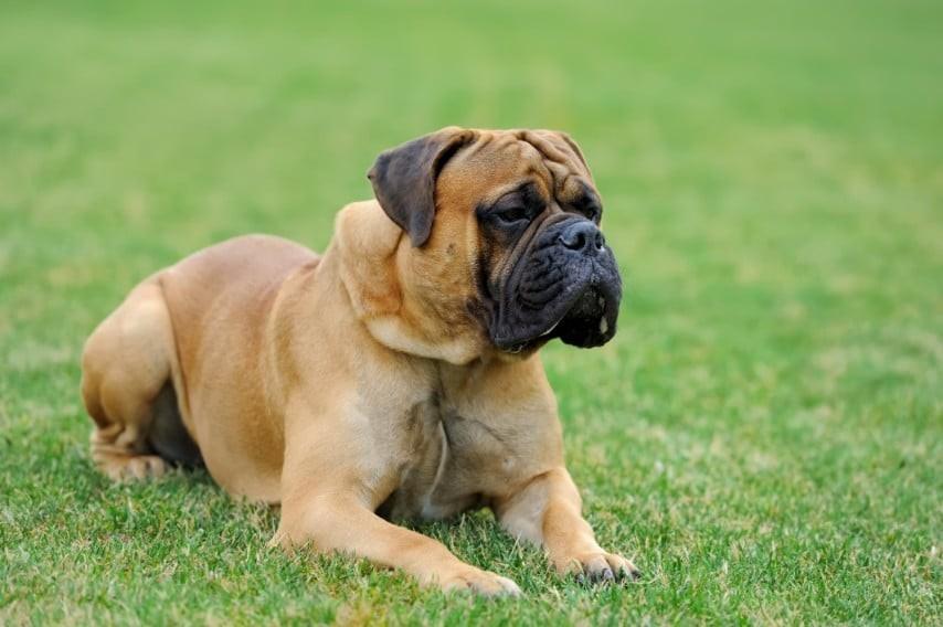 English Mastiff