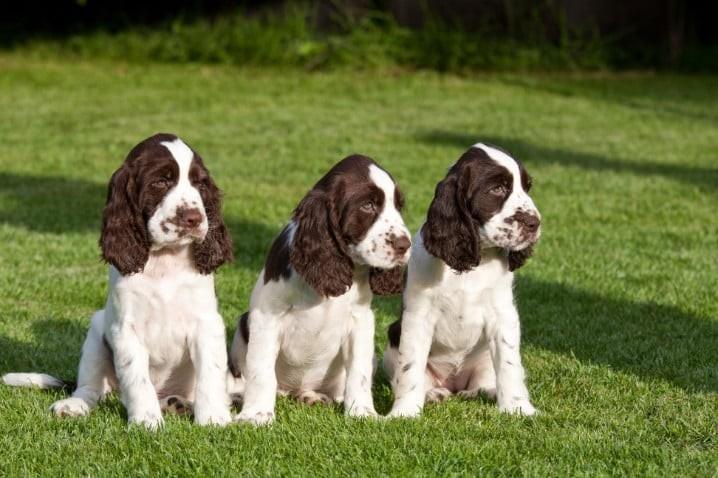 English Springer Spaniels