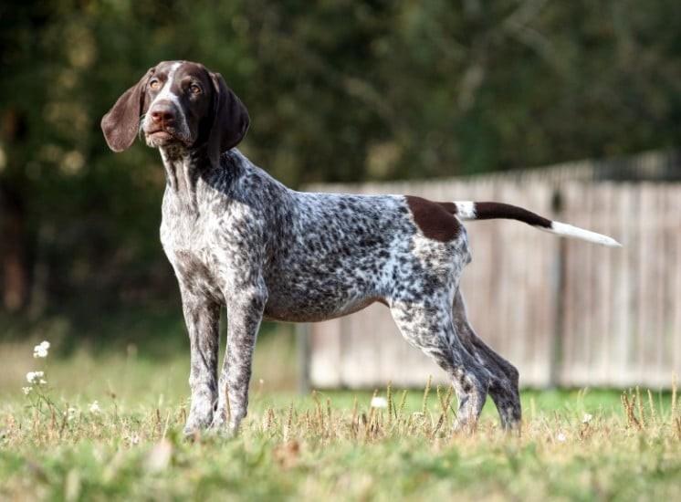 German Short Haired Pointers