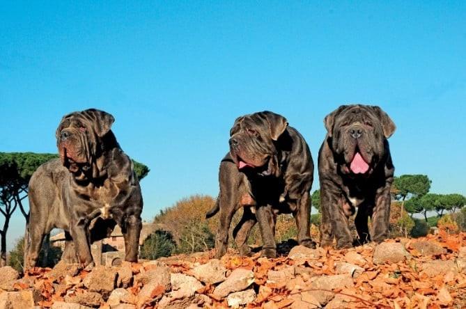 Neapolitan Mastiff dog