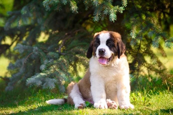 Saint Bernard or St. Bernard