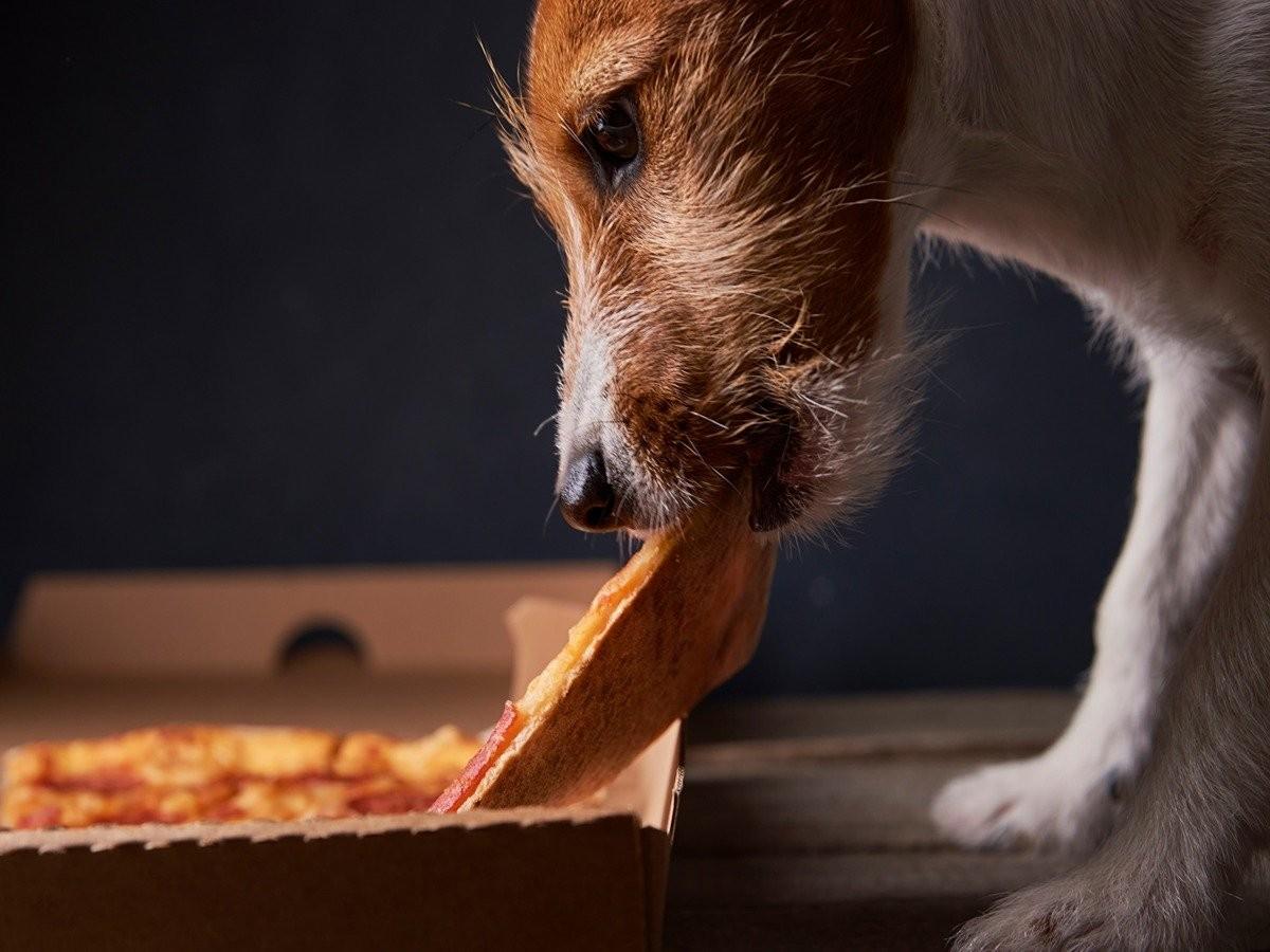 dog eating pizza