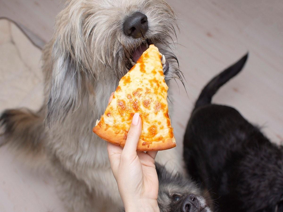 dog eating fast food