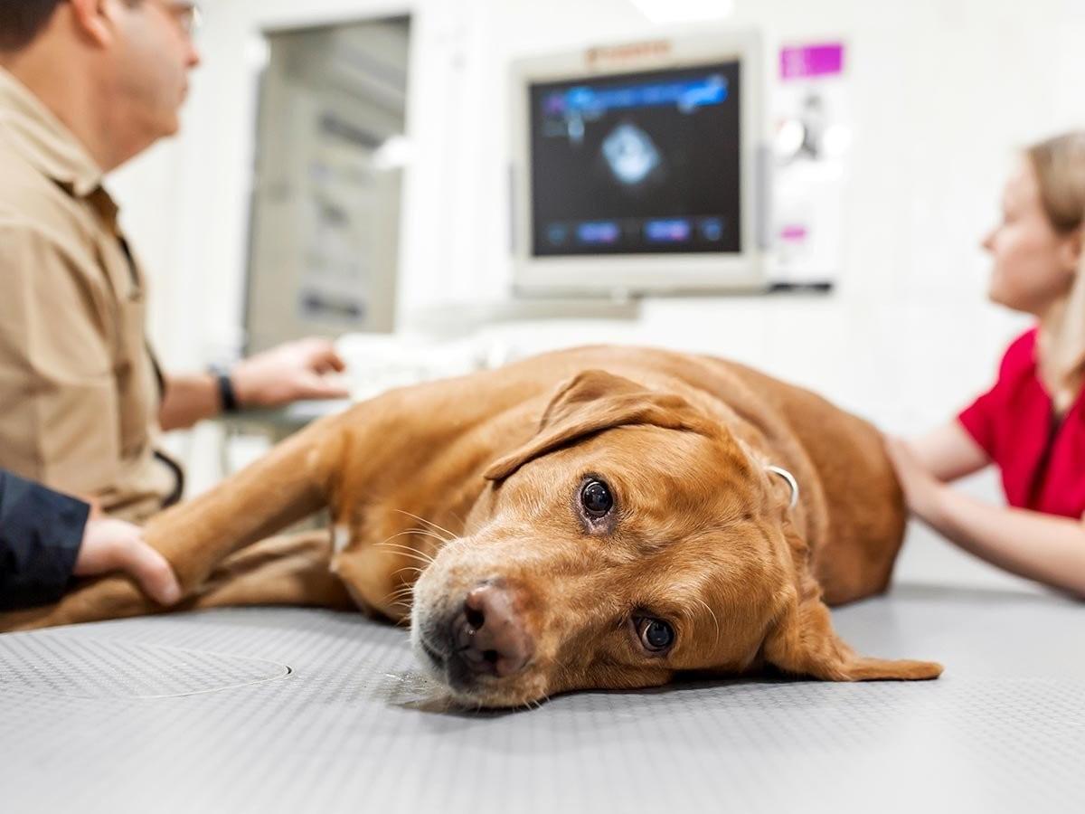 Beautiful view of Liver Disease In Dogs And Tylenol Use And Septal Defect