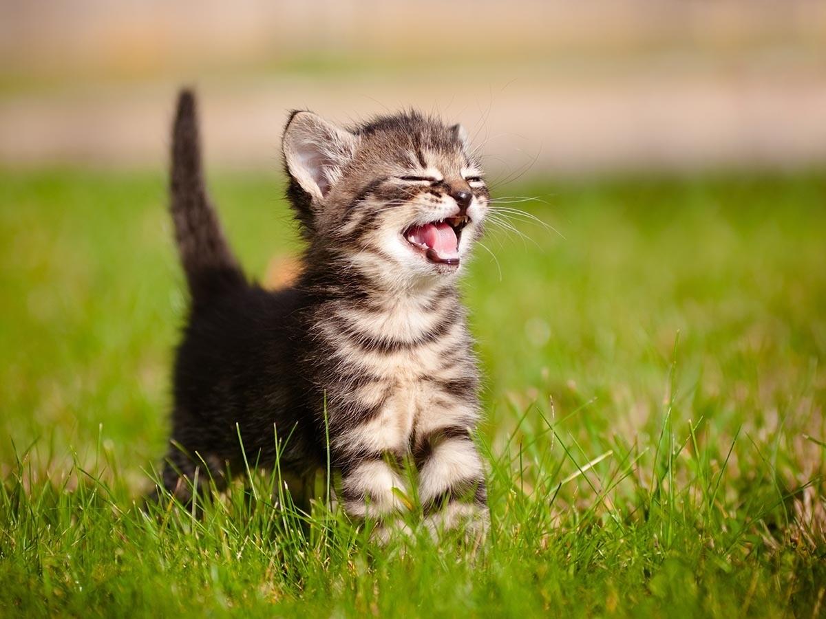 A striped kitten meows in green grass.
