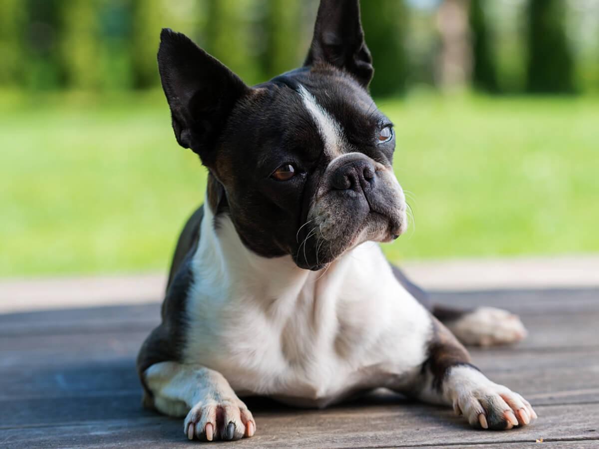 Boston Terrier