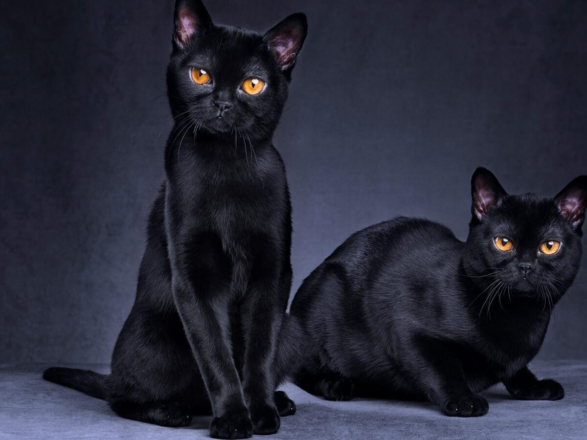 Bombay Cat