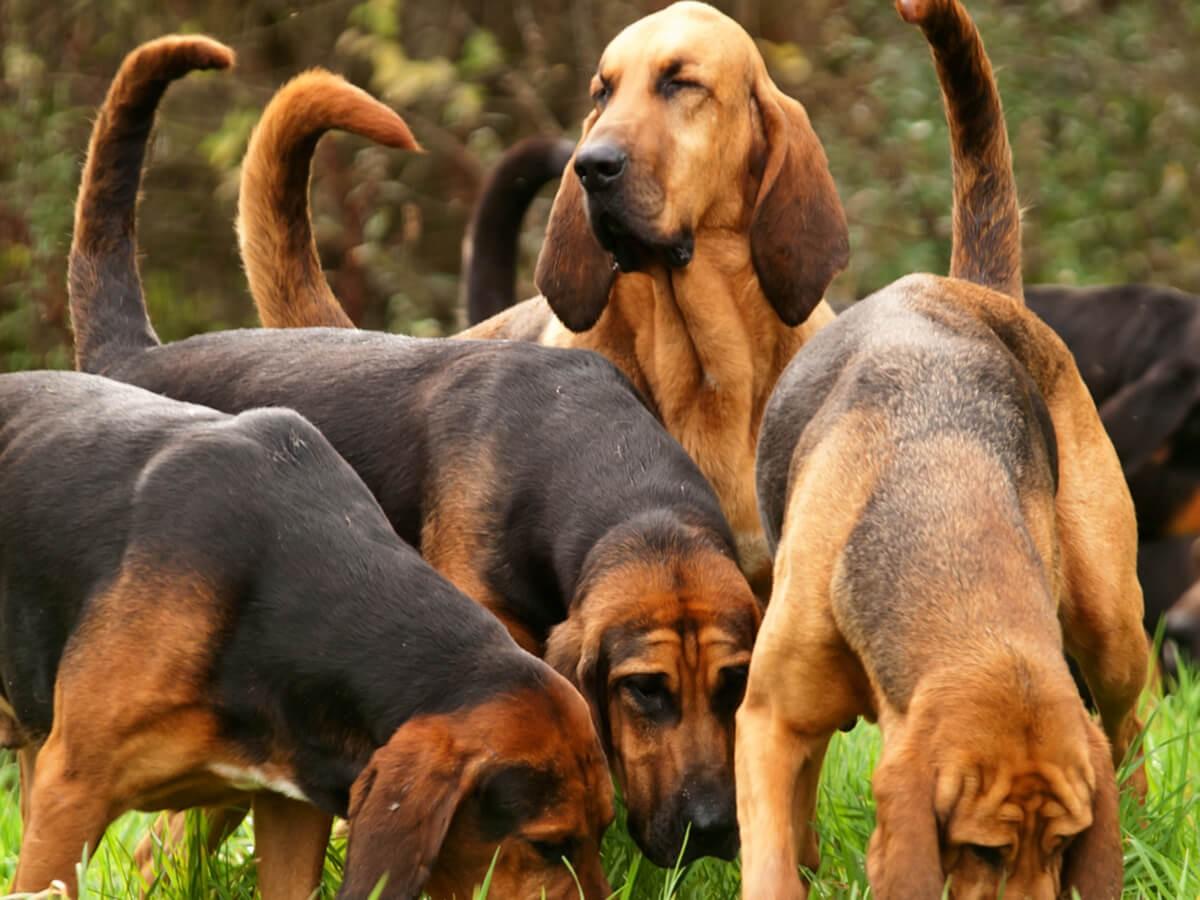 Bloodhound