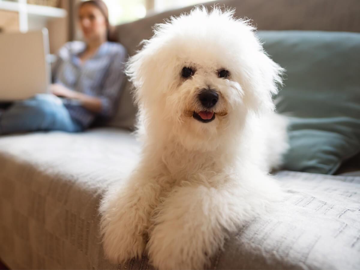 Bichon Frise