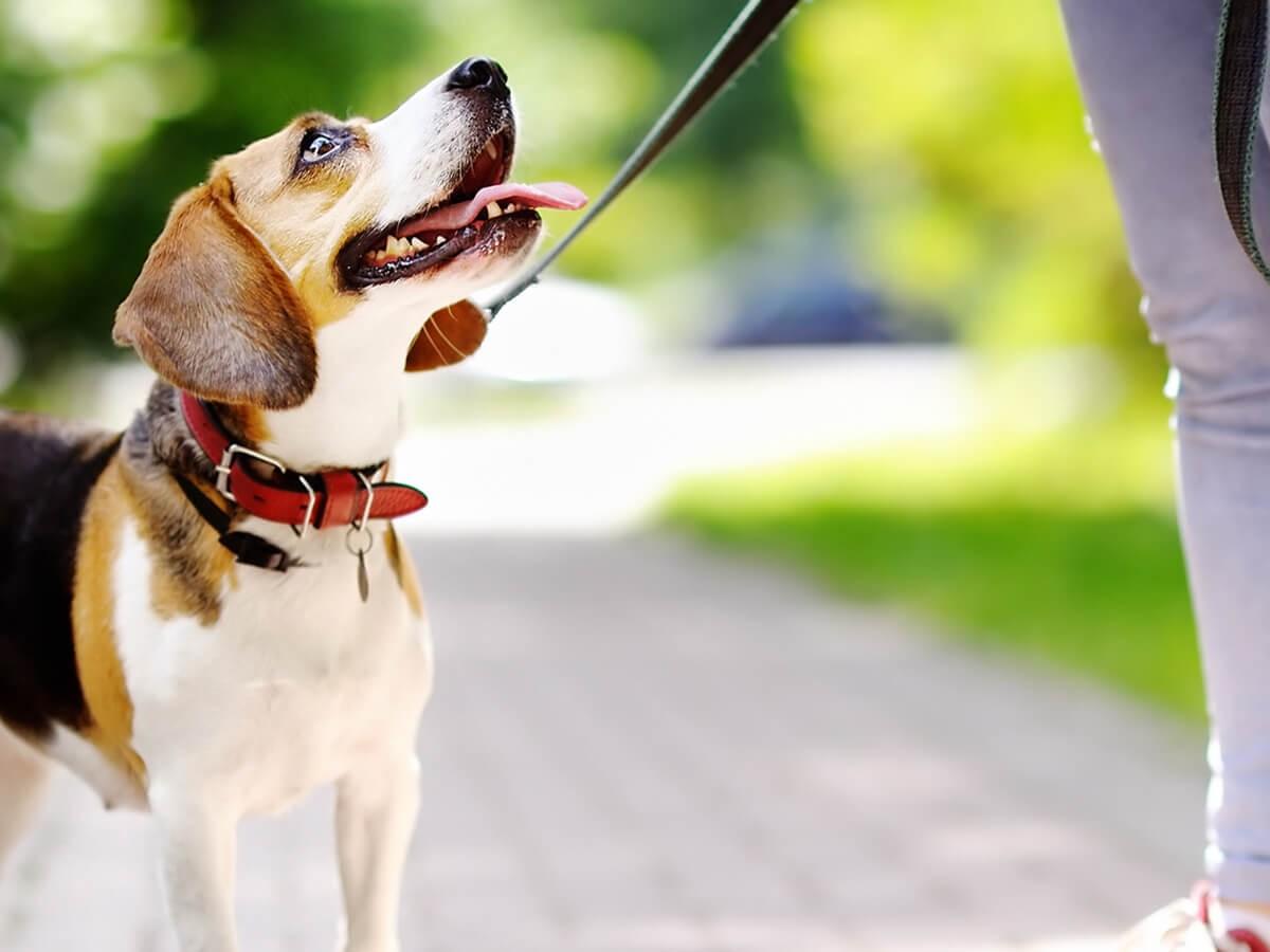 Best Dog Collars