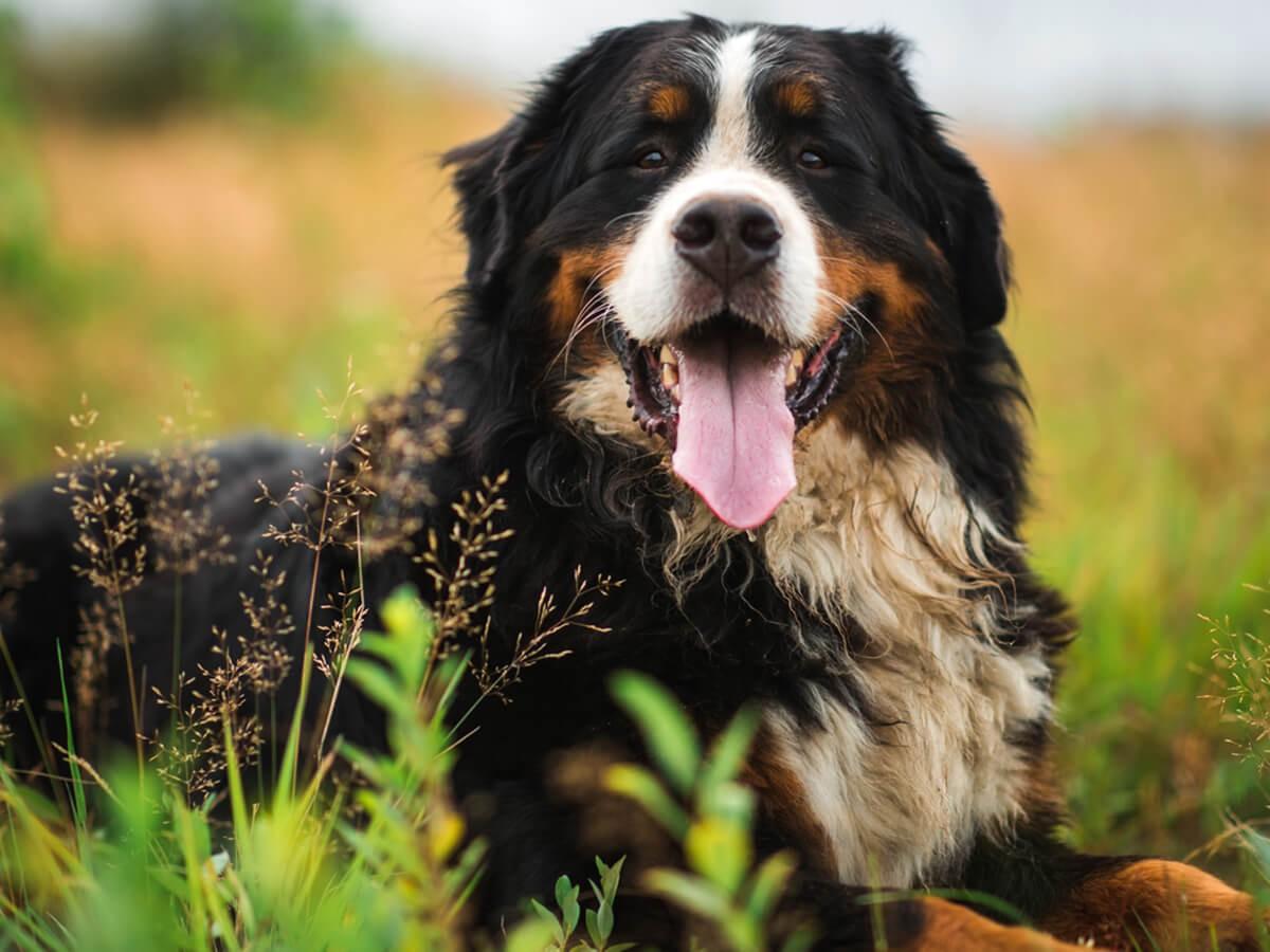 Bernese Dog