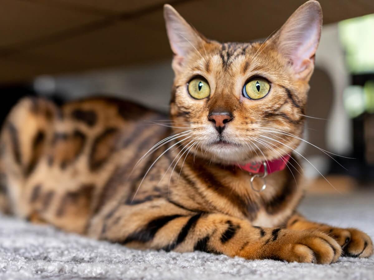 Bengal Cat