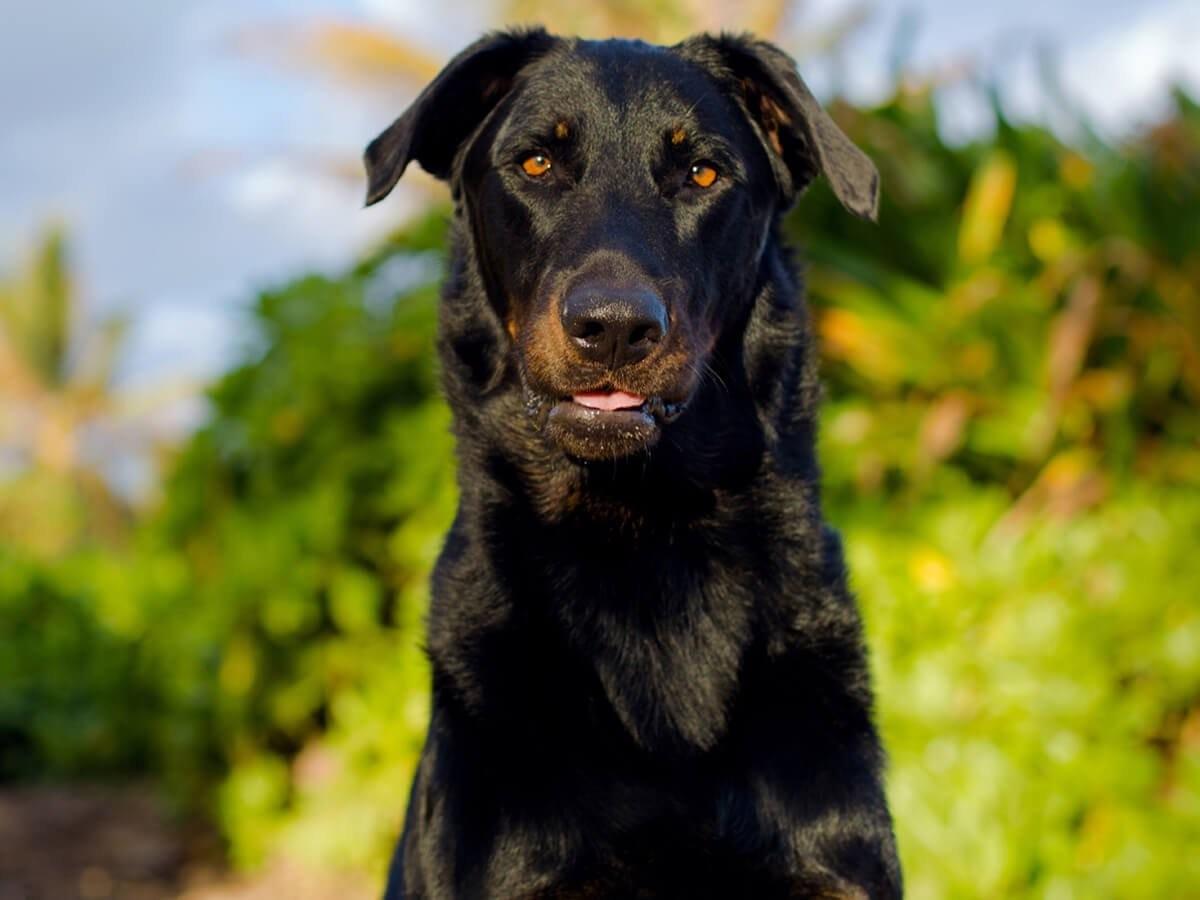 Beauceron