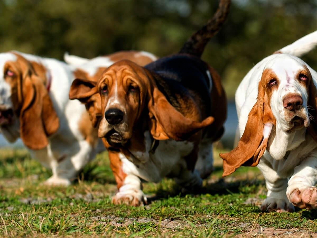 Basset Hound