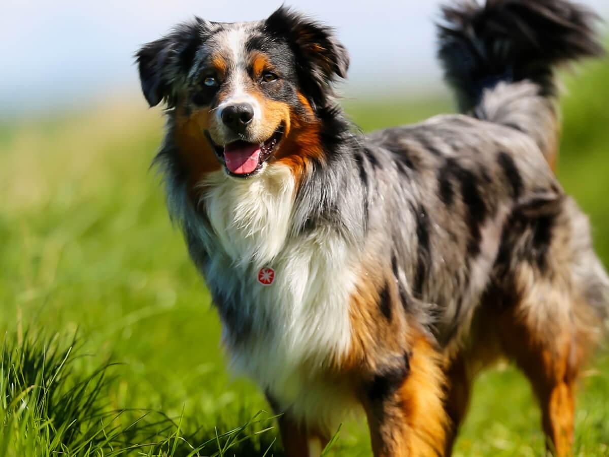 Australian Shepherd