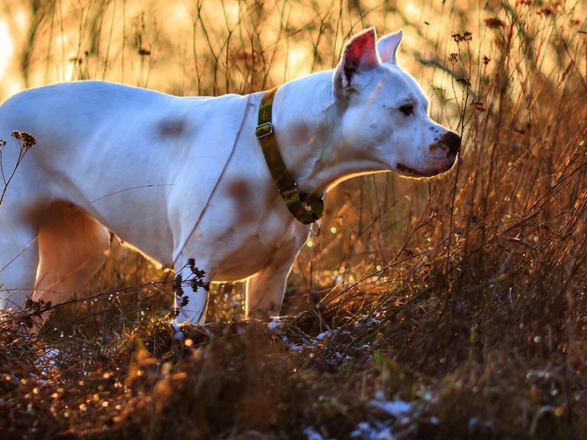 Dogo Argentino