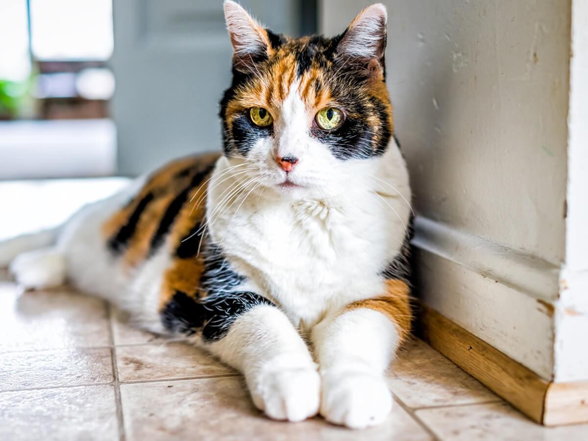 Are All Calico Cats Female? | Spot®