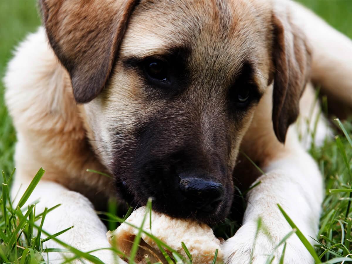 Anatolian Shepherd