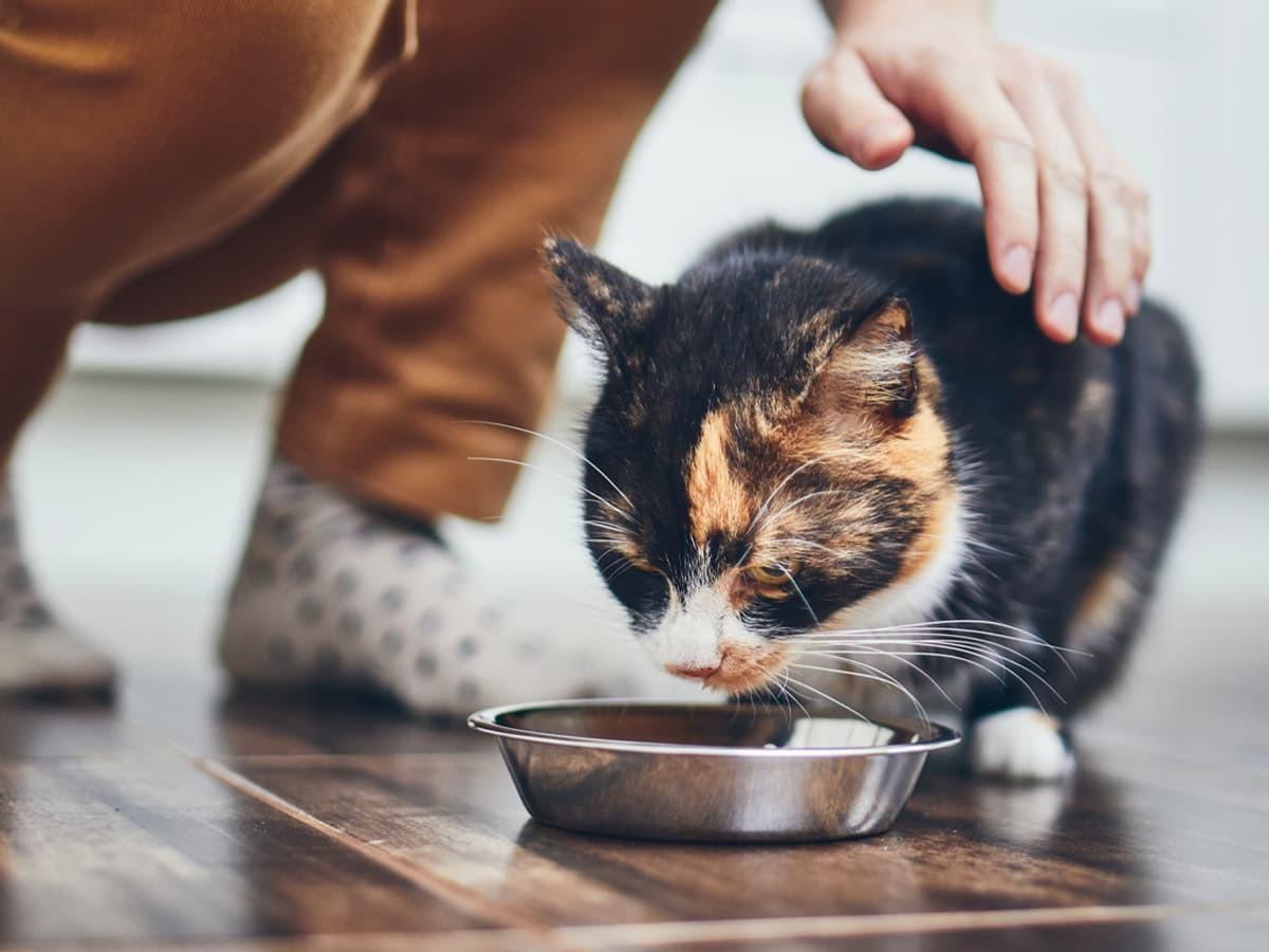 Carnosic acid powder supplier Carnosic acid powder supplier