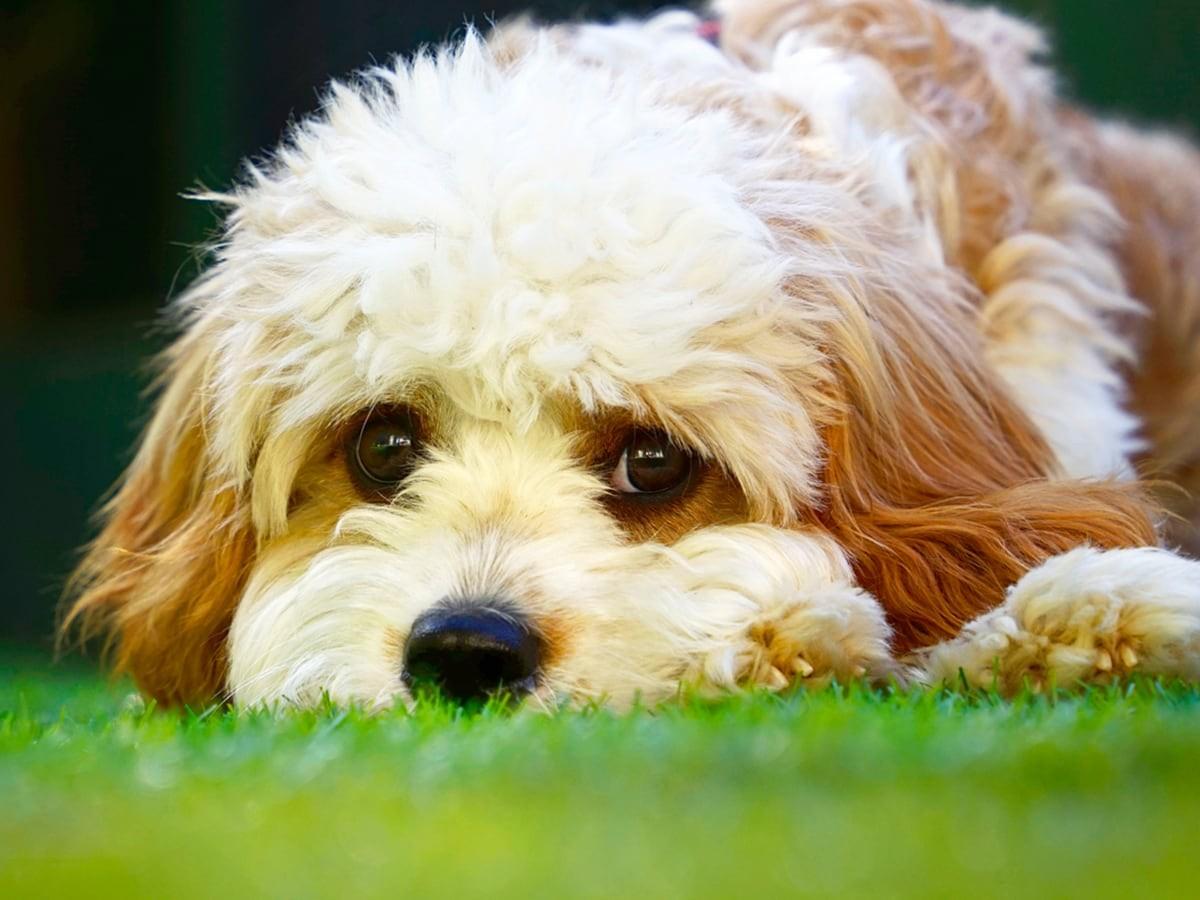 Cavapoo