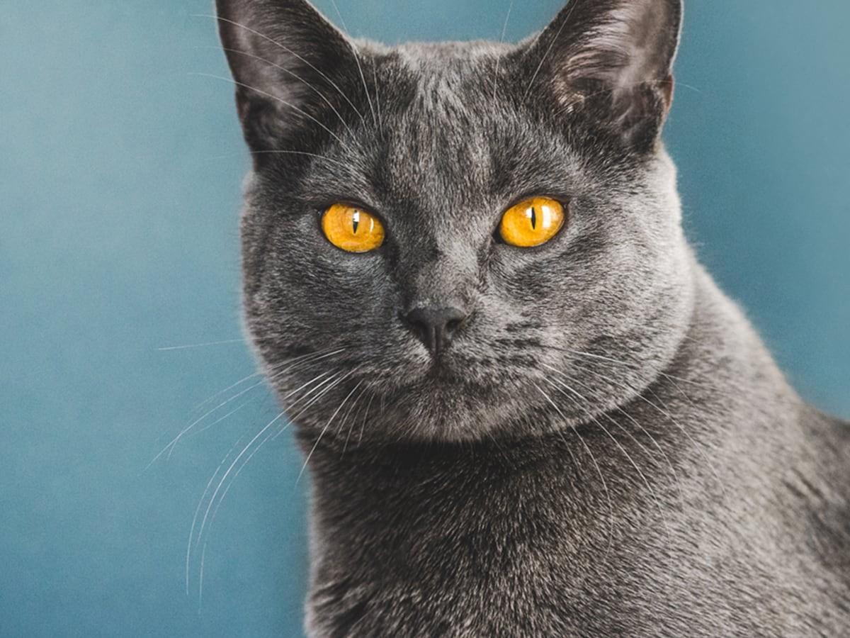 Chartreux