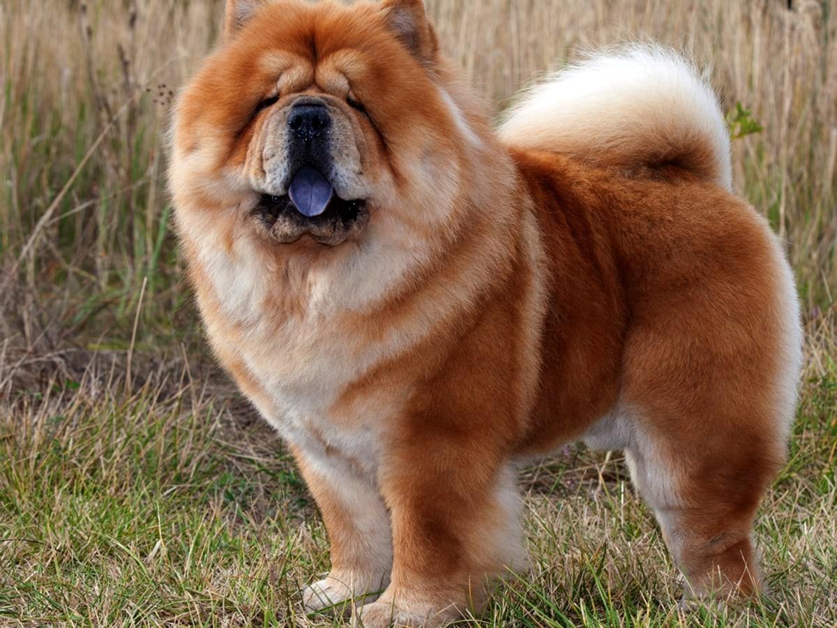 Chow Chow