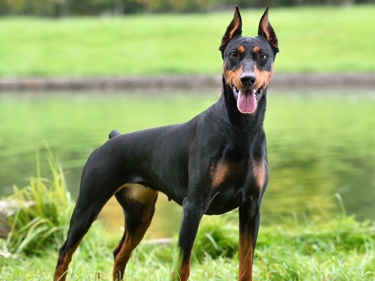 Doberman