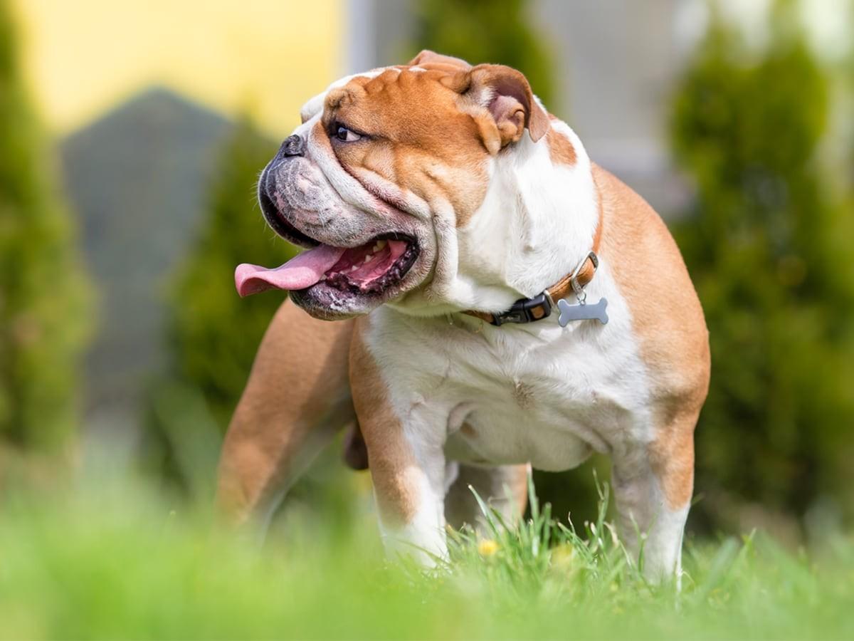 English Bulldog