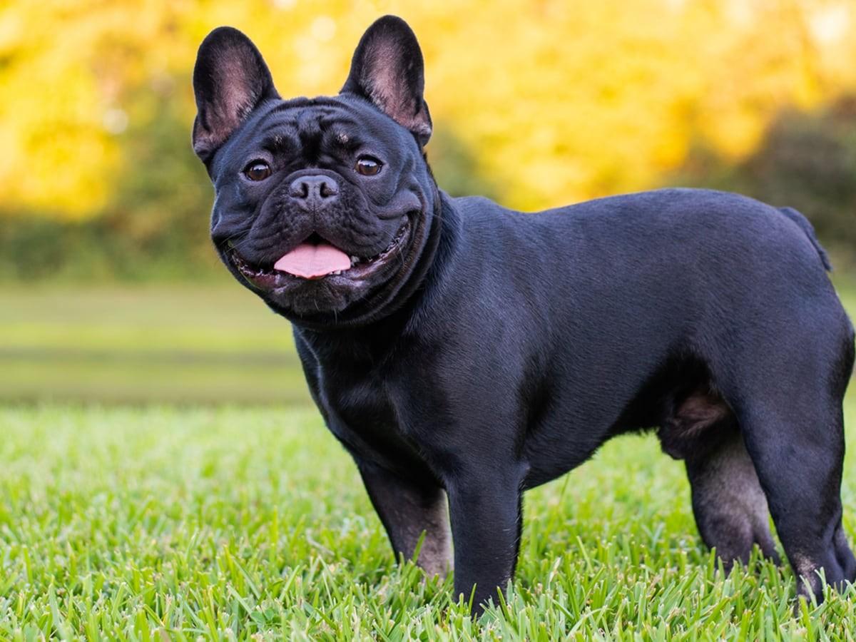 French Bulldog