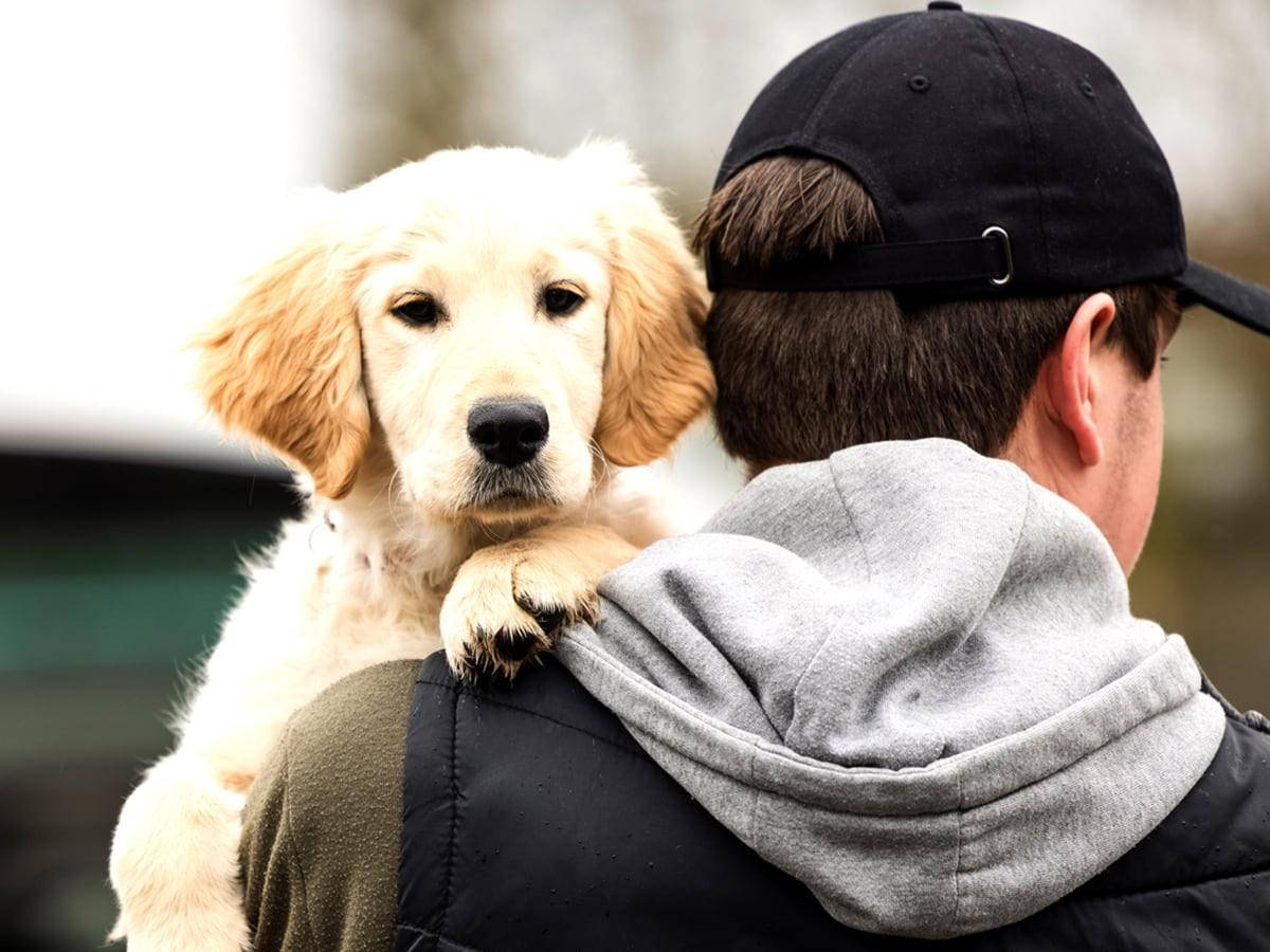 Golden Retriever