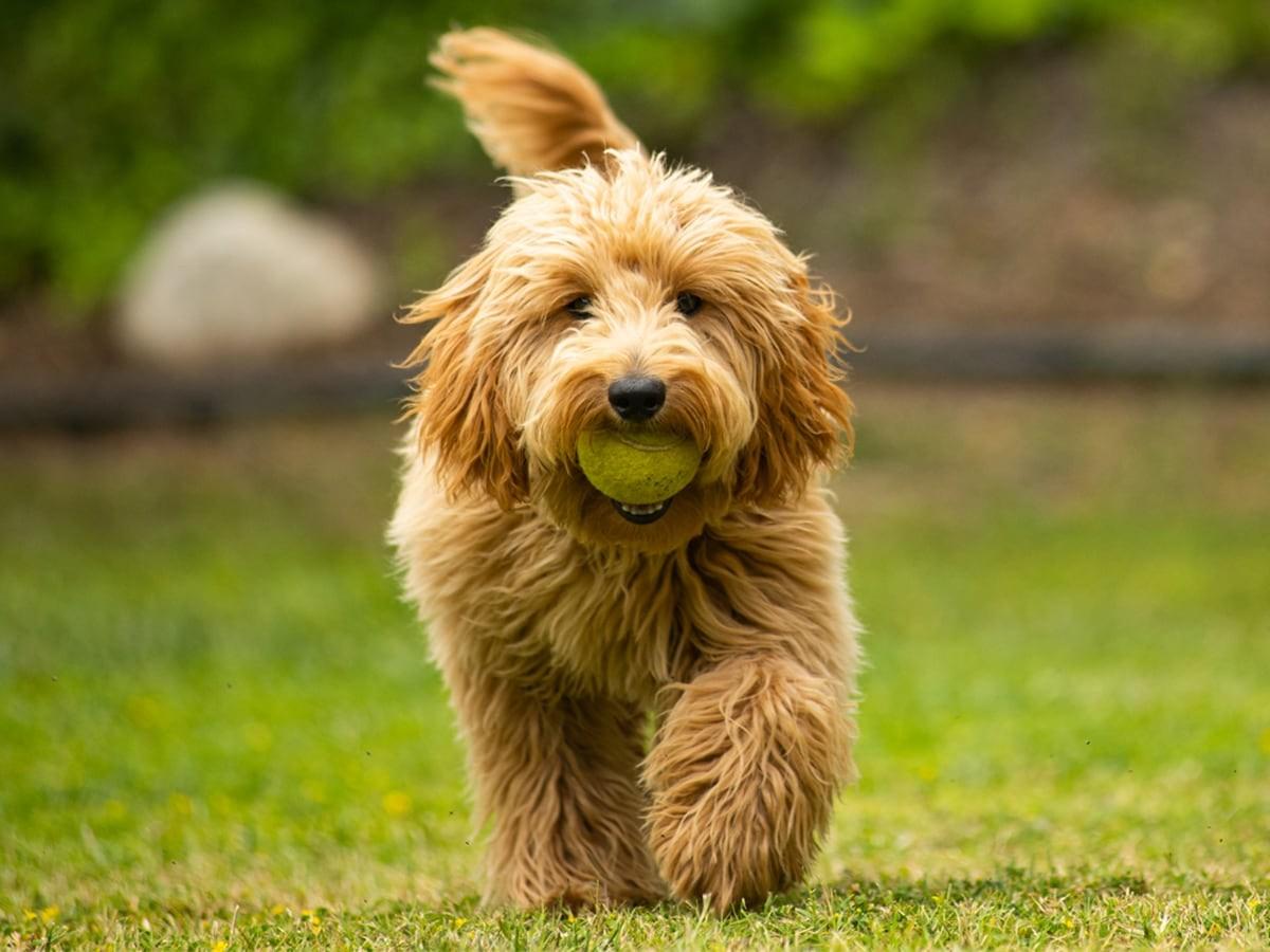 Goldendoodle