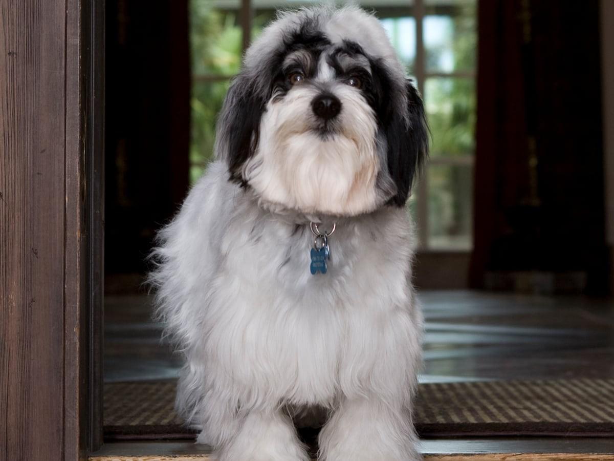 Havanese