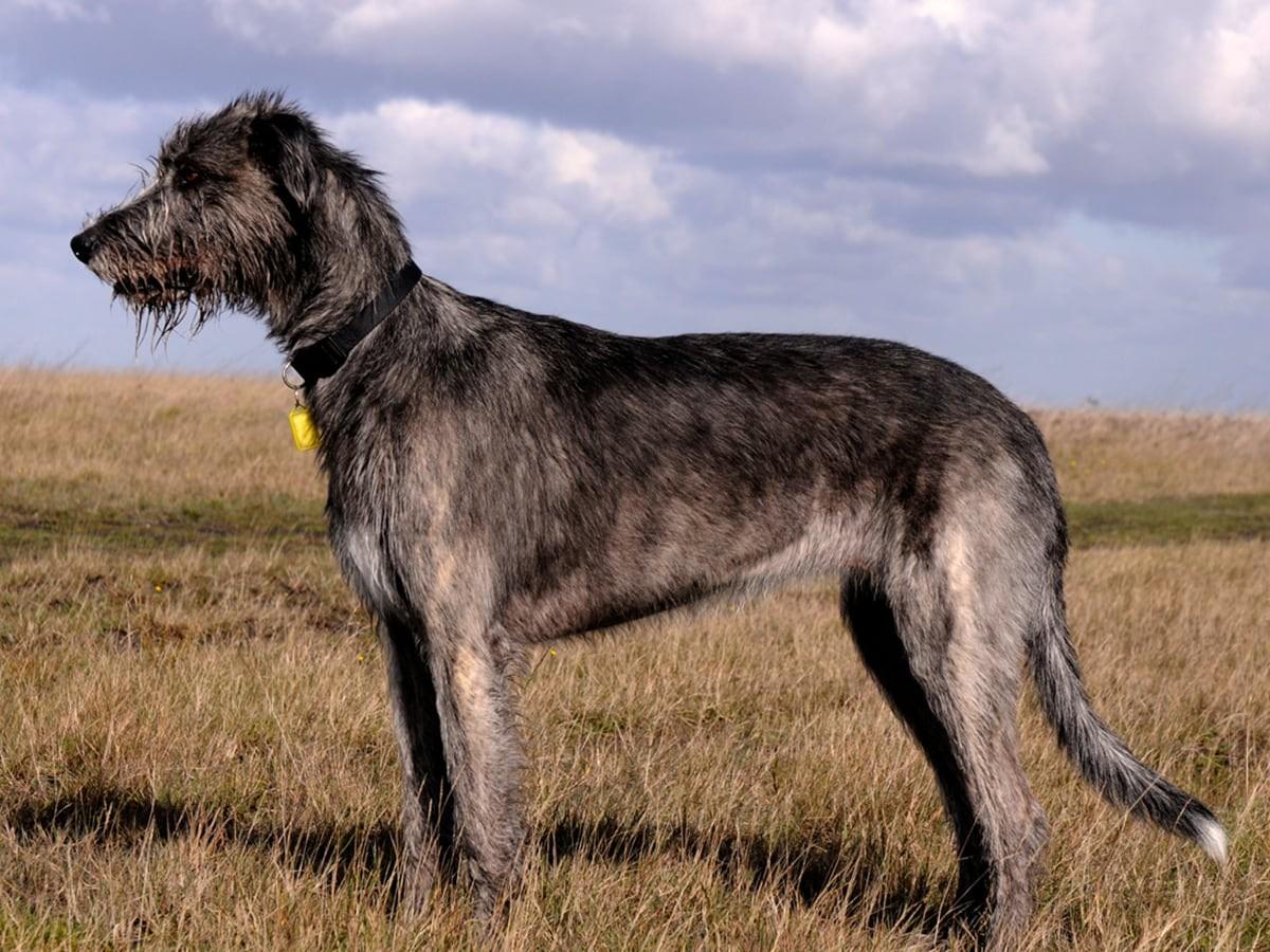 Irish Wolfhound